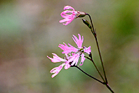 Lychnis flos-cuculi Lychnis flos-cuculi